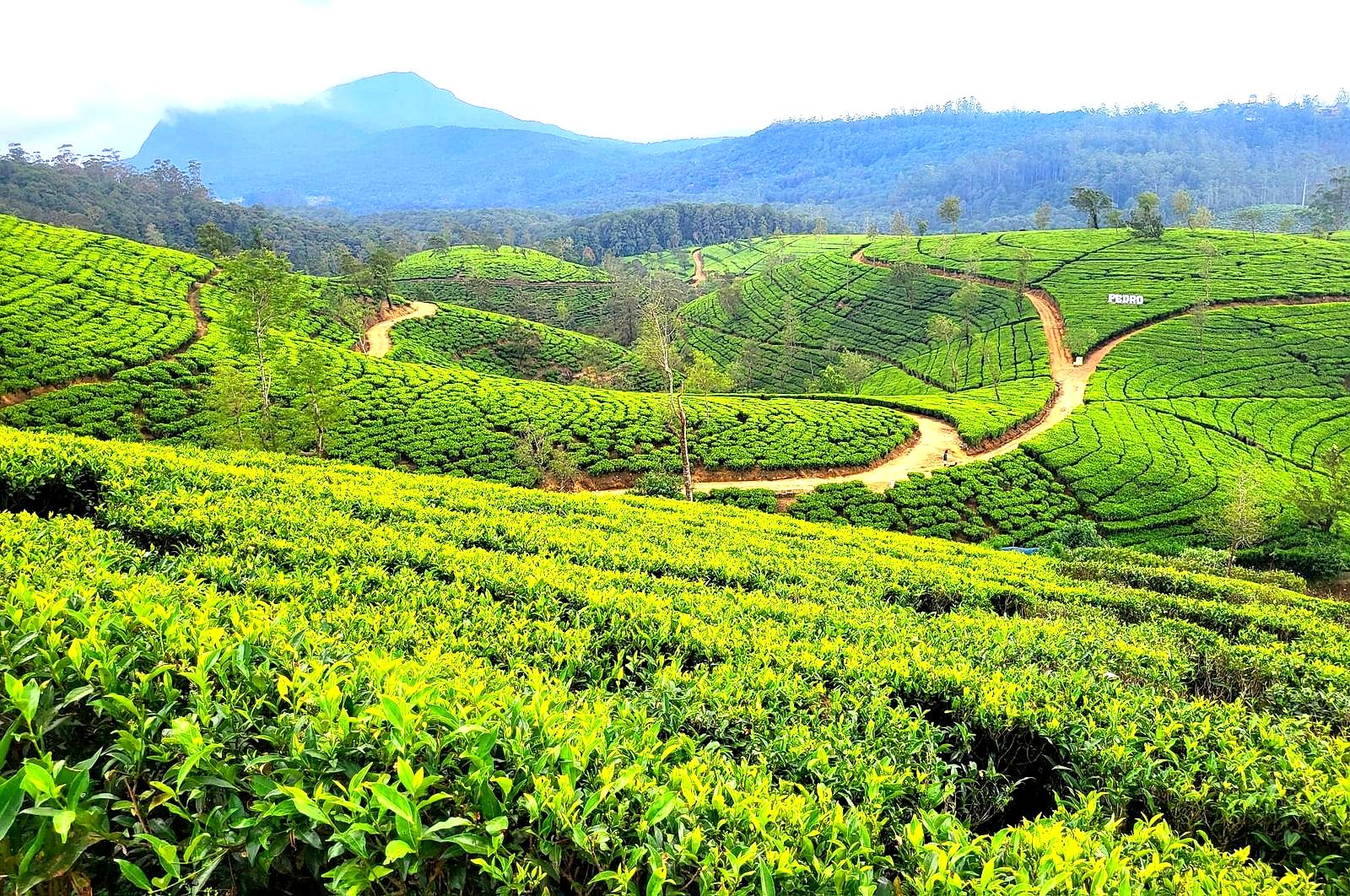 Tea plantation hills near Nuwara Eliya, Sri Lanka