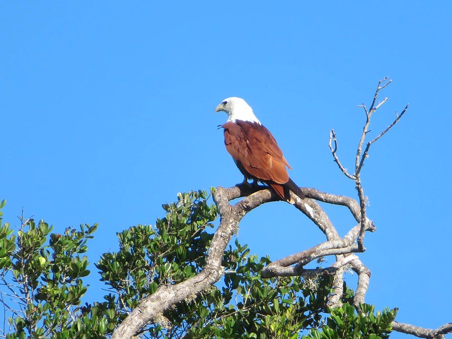 A Brahminy kite perched in a tree at Yala National Park, seen on the Cultural Triangle, Hills and Yala Safari tour