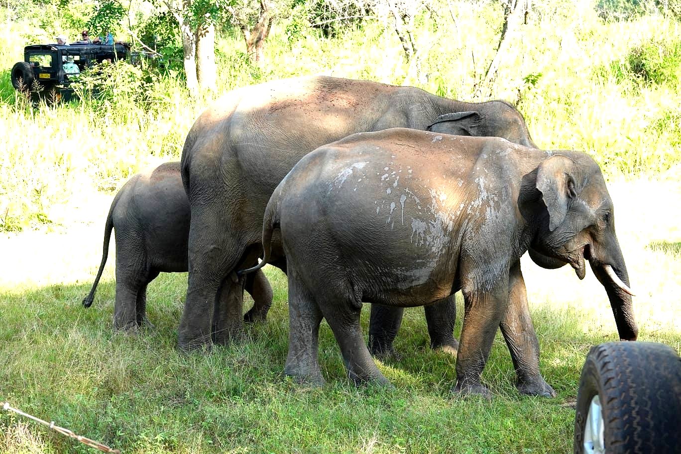A wild elephant herd in Sri Lanka