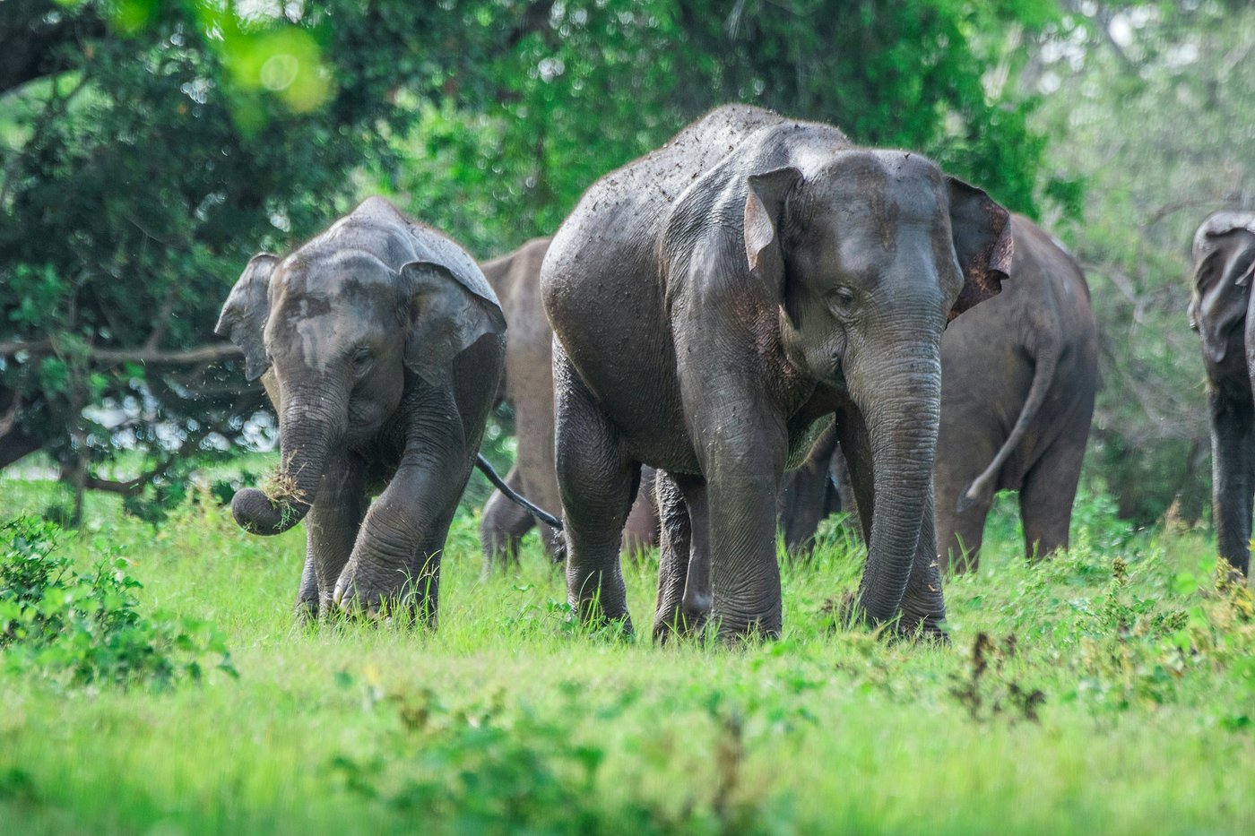 A wild elephant family, including a calf, at Minneriya National Park