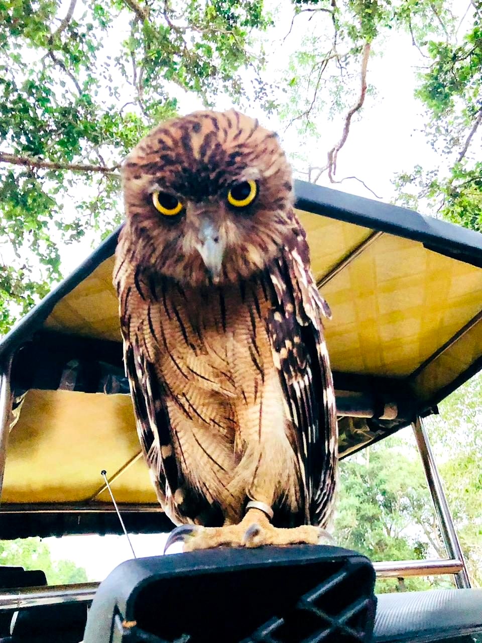 A brown fish owl perched on a safari jeep during a Sri Lanka wildlife safari