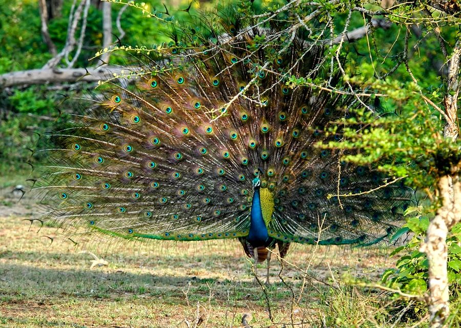 A peacock displaying its feathers in the wild, part of the wildlife encounters on the Complete Island Journey tour
