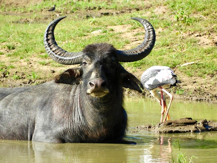 A water buffalo and a painted stork at a waterhole, seen on safari during the Sri Lanka Grand Explorer tour
